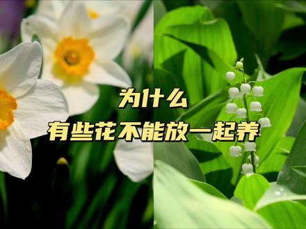 化感作用 为什么有些花不能放在一起养#植物知识