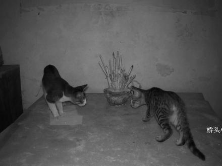 猫把供神台当厕所,小何用辣椒粉撒上台面,看它们还怎么上厕所#猫咪 #辣椒 #农村生活