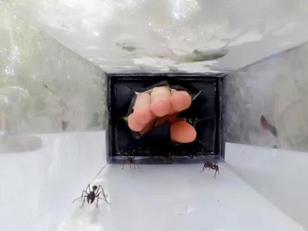 纪录片:子弹蚁叮咬,持续24小时深入骨髓难以忍受的疼痛!