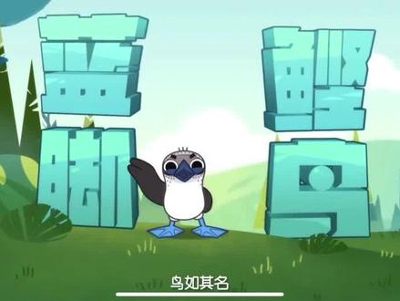 动物百科之蓝脚鲣鸟#动物科普 #启蒙早教 #儿童动画 #知识科普 #儿童睡前故事