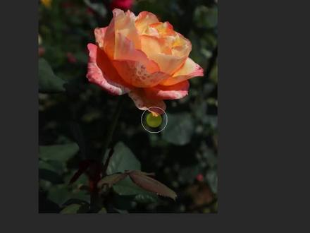 PS如何快速压暗背景突出花的主体