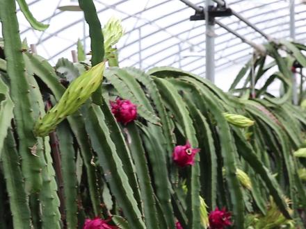 大棚里种火龙果,一年结十批,全年都能采摘 #火龙果