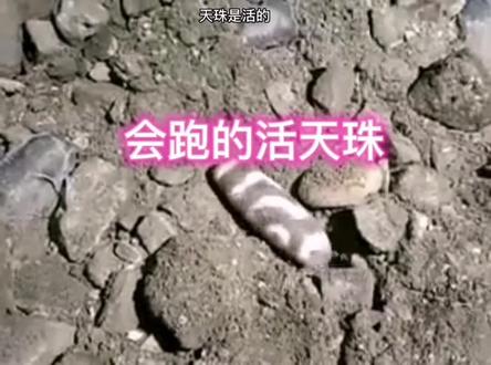 会跑的天珠你见过吗?#天珠传说#天珠的由来 #天珠是活的