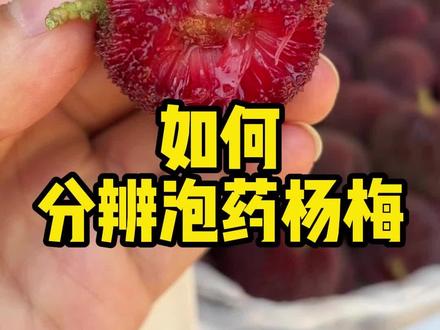 如何分辨泡药杨梅?刚和采购学了几招,现在告诉大家#水果采购#挑果技巧 #真实生活记录 #云南东魁杨梅 #水果采购