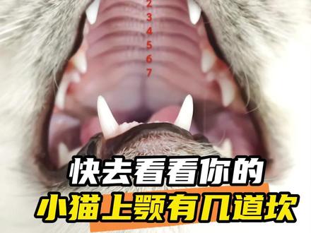 猫猫:不好!又要被掏了!#娱乐评论大赏 #万万想不到 #猫猫
