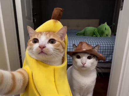 今天是外星猫的生日 看看香蕉猫和干嘛咪准备什么样的惊喜吧!#香蕉猫 #萌宠出道计划 #干嘛咪 #外星猫 #vlog日常