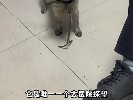 T.hxl老人生病住院!田园犬奔赴县城寻主,趴在老人身边那一刻太感人了!#忠诚狗狗 #宠物 #狗狗也有爱 #中华田园犬 #感人