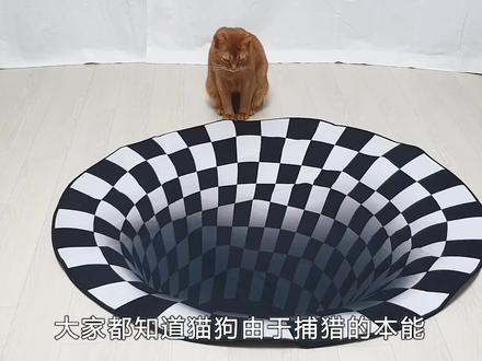 猫狗能够看到视觉错觉吗?用3D立体地毯进行实验