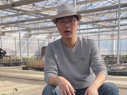 虞美人换盆掉叶不用慌 #花卉绿植 #养花 #养花小知识 #我的花园 #虞美人 #虞美人花 #阳台养花 #爱花爱生活