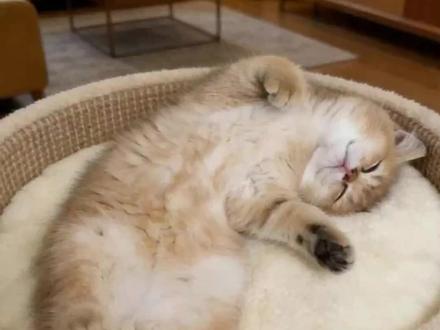 唱歌的猫咪#萌宠 #萌宠出道计划