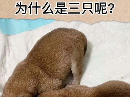 生产日记 小小柴出生全过程 时间略长 欢迎观看#柴犬 #宠物 #狗狗生产#小奶狗