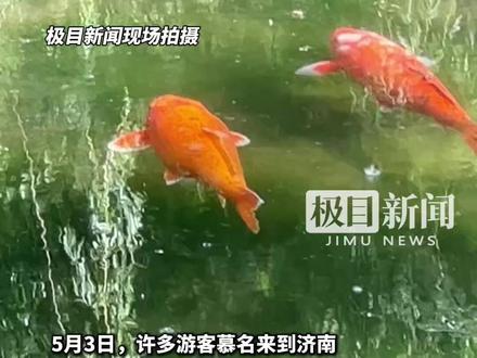 说好的游泳能瘦身呢?!宣布减肥数月,济南趵突泉猪鲤体型不减。工作人员直言:还是很肥(原创内容)