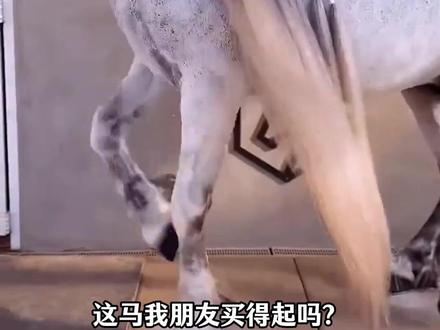 马年识好马,祝各位马到成功、马上暴富。 #马 #马年 #马年说马#汗血宝马 #新春来抓马 @北京现代 #打开门安心赴团圆