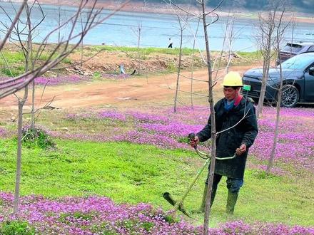 不要跑空,花已被割😂😂#紫云英 #花海