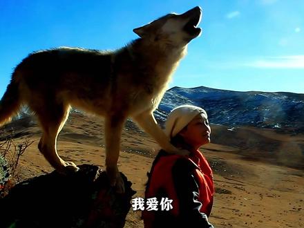 你是人类,我无法全然信任;可你是我的妈妈,我想再好好看看你。狼王格林的爱,比人类的感情更纯粹更戳心!#格林 #人物故事 #李微漪 #万物皆有灵性 #感动