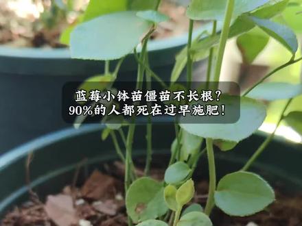 小钵苗不要过早用肥,不然容易僵苗 #蓝莓种植专用 #蓝莓 #蓝莓苗 #盆栽蓝莓 #阳台种植
