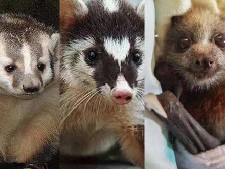 拒绝野味!这些都有毒#病毒 #涨知识 #科普@DOU+小助手 @抖音小助手