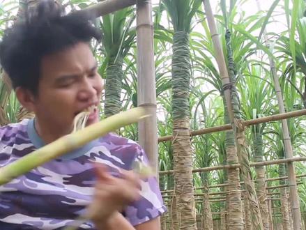 广西木格白玉蔗裹第四次叶子,甘蔗很甜了,十月份中旬口感更好