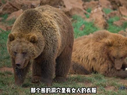 光头强可真厉害 #光头强 #熊 #动物 #科普 #冷知识
