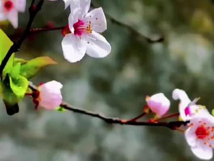 《田园乐》是由七首六言绝句构成的组诗,写作者王维退居辋川别墅与大自然亲近的乐趣,所以一题作“辋川六言”,此诗是其中一首。#诗词 #古诗词 #春天的味道