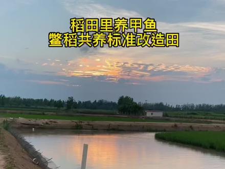 稻鳖共养生态养殖场,应很多老板过来了都在问我,今天我拍了一个#生态甲鱼