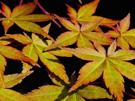 教你拍出有光影感的红枫#摄影技巧#手机摄影#摄影#小米摄影#小米徕卡摄影大赛