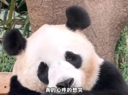 爱宝和乐宝约会完 首次出现食欲不振 爱宝是否真的怀孕了#爱宝 #大熊猫爱宝