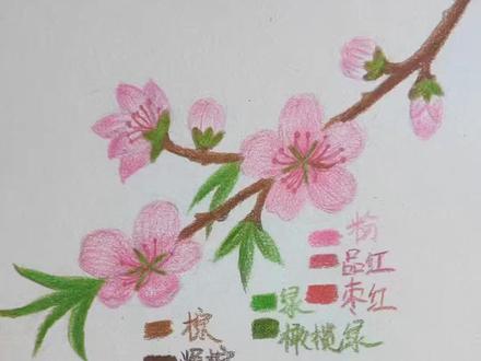 春天,怎么能少了桃花呢🌸
如何画桃花#零基础学画画 #画画日常打卡 #彩铅画