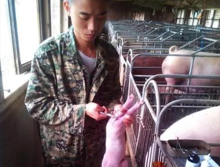 猪为什么要断尾?主要3点原因#养殖 #生猪 #猪 #猪断尾