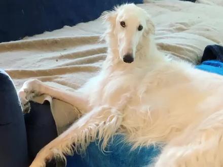 这只狗狗脸长半米,颜值逆天!#狗狗故事 #苏俄猎狼犬