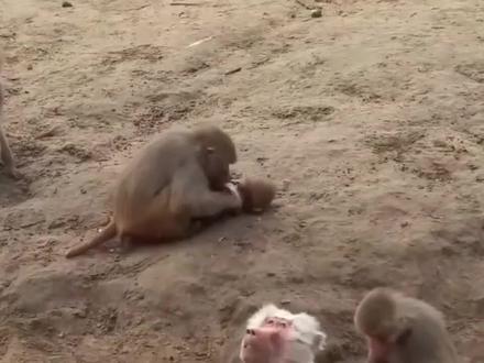 狒狒究竟有多凶残?看到这只狒狒的举动,你就明白了