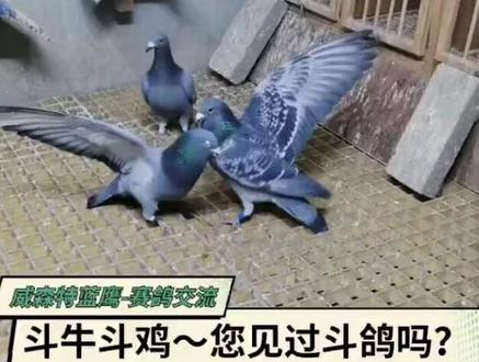 有斗鸡的斗牛的,见过斗鸽的吗?两只鸽子使劲打架,猜猜谁能赢