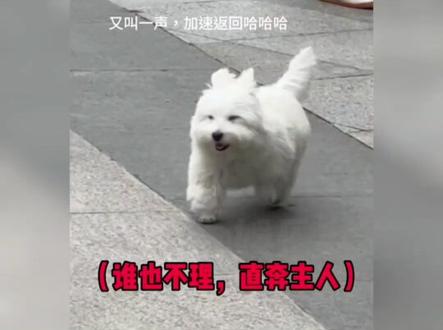 西高地:报一丝啊报一丝~ #狗狗