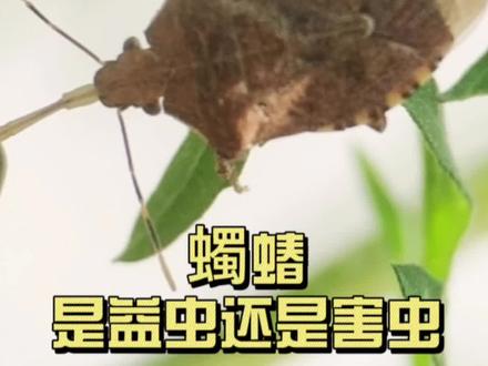 你们知道蠋蝽吗?那它到底是益虫还是害虫呢?看完就知道了#烟草 #蠋蝽 #天敌昆虫 #玉米害虫 #农作物
