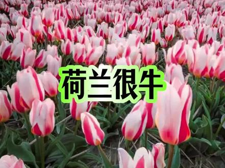 荷兰为啥这么牛 #荷兰 #gdp