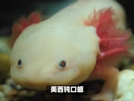 美西钝口螈:六角恐龙深棕色黑色斑点,它们眼睛小头宽大不太活跃 #六角恐龙 #河豚 #冷水鱼 #养鱼日记 #蛙