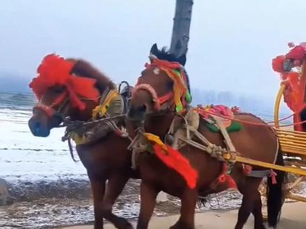 周口新郎新娘坐马车人马仰翻水渠后续#周口#河南dou知道 #@南召发布