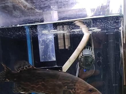 鳜鱼对食物的外形是有选择的,泥鳅在缸里趴了几天活得滋润,鳜鱼饿得前胸贴后背却不吃泥鳅,而一看到麦穗却果断进攻#vlog日常 #水族 #鳜鱼