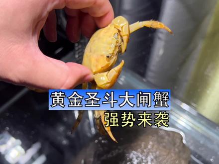 这种金黄色的大闸蟹,也不知道蒸熟了会不会变红。作为巨蟹座的黄金圣斗蟹,我觉得就叫他迪斯马斯克吧,简称马斯克,大家觉得怎么样