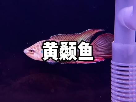 曾经有一种鱼的名字让我困惑好久,直到最后才发现,原来说的都是你啊 #黄辣丁 #中国斗鱼 #国产原生鱼