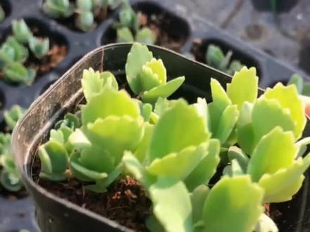 宽叶不死鸟,也叫蕾丝公主。想要养的好看一定要少浇水,长大了就不好看了!#多肉植物 #多肉