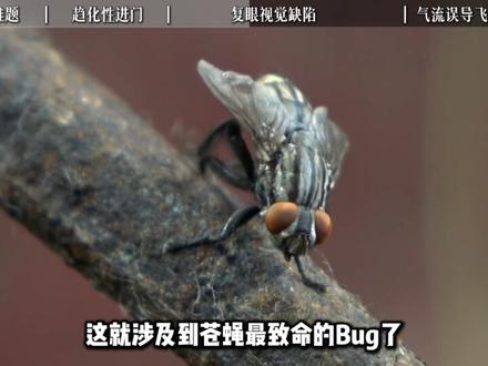 苍蝇有条缝就能钻进家里,可为什么把窗户打开它都飞不出去?#苍蝇 #冷知识 #科普 #反常识