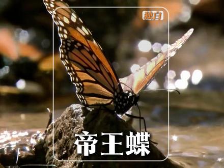 跨越万里的赴约:帝王蝶用四代飞跃万里 #动物科普 #纪录片解说 #抖音精选