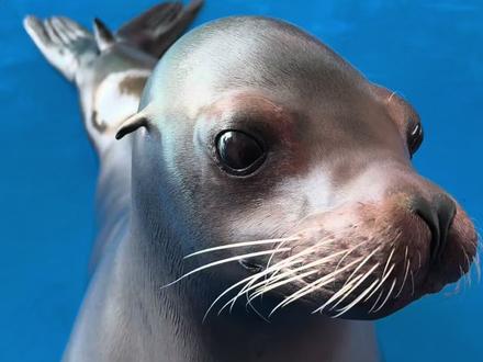 瑞吉宝贝今天开心了🥳#神奇动物在抖音 #海狮 #动物零距离接触