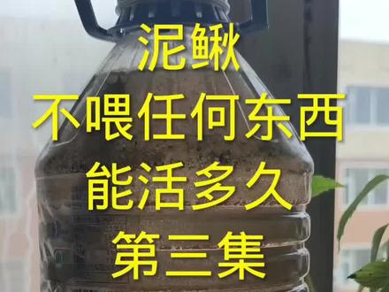 泥鳅不喂任何东西能活多久?#第三集#泥鳅模仿人类声音