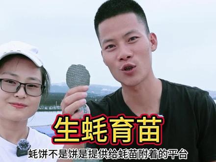 用水泥做的饼,生蚝很喜欢。又是一年育苗期#湛江生蚝 #我的乡村生活 #2023新农人计划