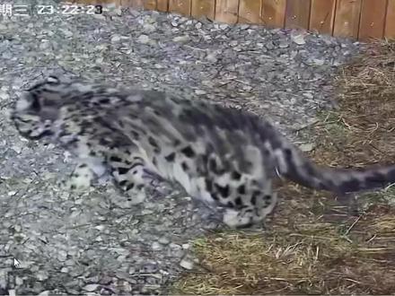 凌小蜇半夜探索巡场! 一边熟悉新家一边加强锻炼还想越狱!#雪豹 #雪豹凌小蜇