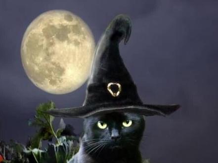 西方万圣节当天禁止领养黑猫是为什么? 黑猫不祥?黑猫凶邪?西方万圣节当天禁止领养黑猫是为什么?#猫咪 #一身反骨的猫 #记录猫咪日常 #黑猫