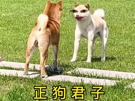 #上海话#配音#动物配音 你会不会喜欢我这样的正狗君子
