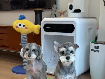 当我让豆包给狗看面相,居然这么准… #雪纳瑞 #小狗狗能有什么坏心思 #狗狗成精了